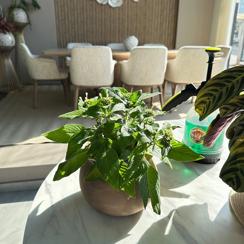 nutre, protege y potencia tus plantas con Plant Force+.